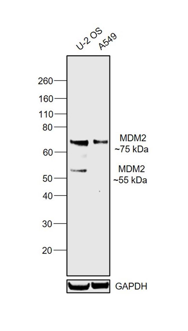 MDM2 Antibody in Western Blot (WB)