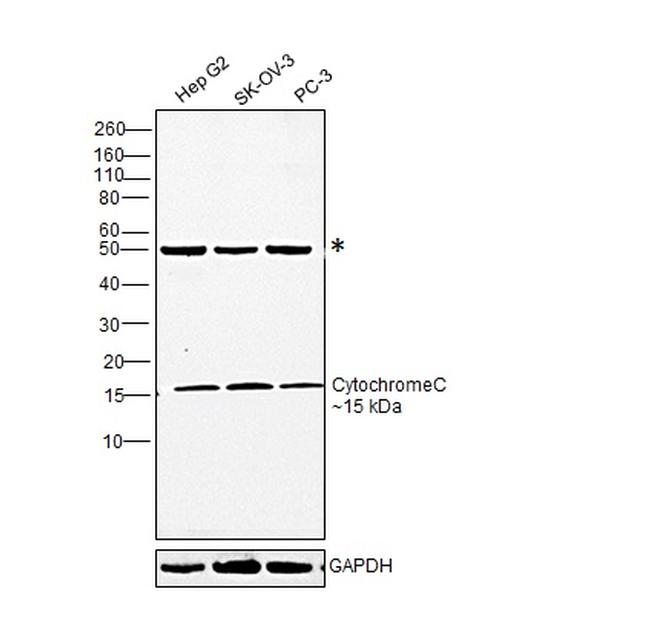 Cytochrome C Antibody in Western Blot (WB)