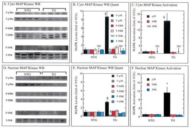 p38 MAPK beta Antibody in Western Blot (WB)