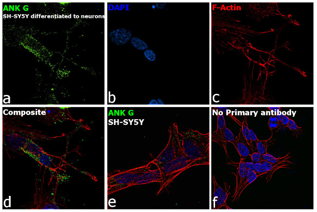 Ankyrin G Antibody in Immunocytochemistry (ICC/IF)