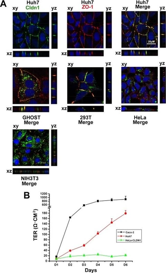 Claudin 1 Antibody in Immunocytochemistry (ICC/IF)