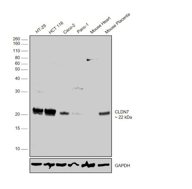 Claudin 7 Antibody