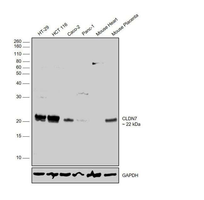 Claudin 7 Antibody in Western Blot (WB)