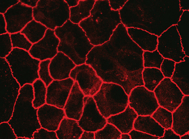 Claudin 7 Antibody in Immunocytochemistry (ICC/IF)