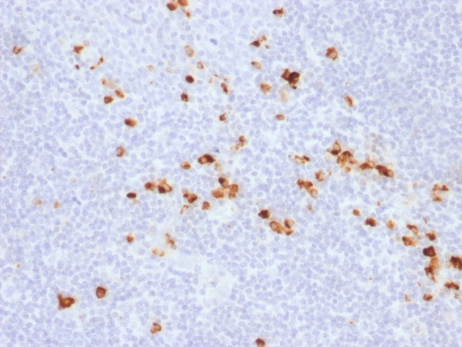 IgG (Immunoglobulin Gamma Heavy Chain) (IGHG) Antibody in Immunohistochemistry (Paraffin) (IHC (P))