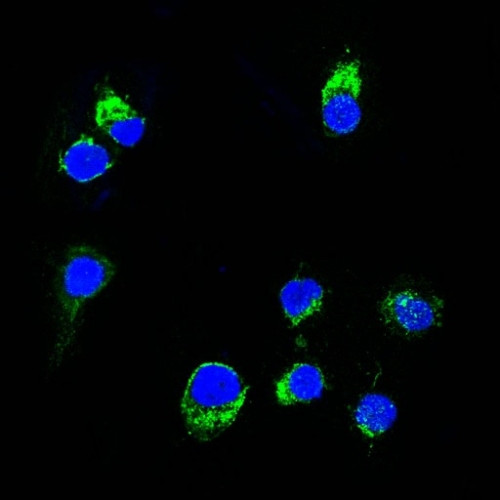 Lambda Light Chain (B-Cell Marker) Antibody in Immunocytochemistry (ICC/IF)