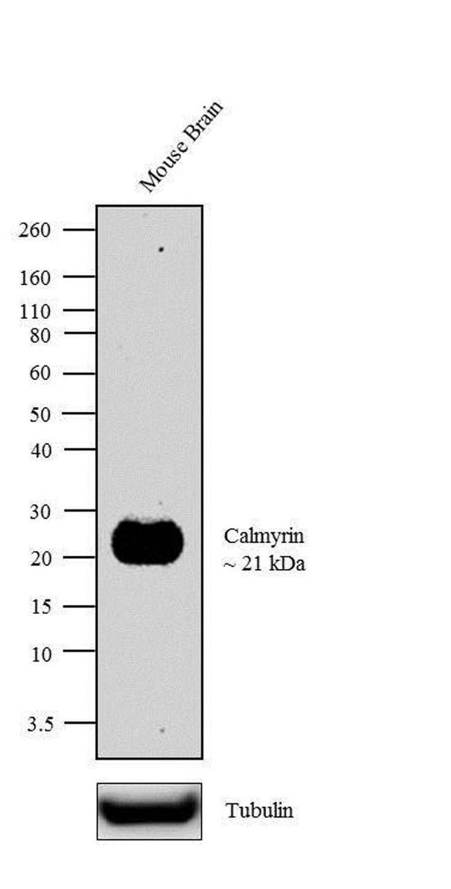 Calmyrin Antibody in Western Blot (WB)
