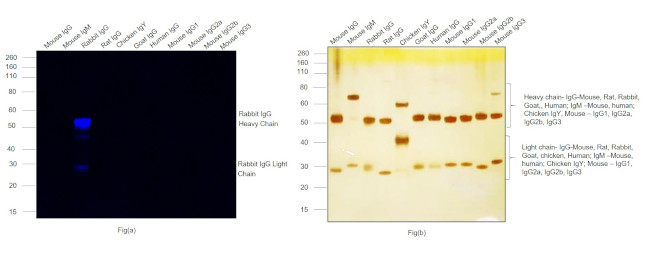 Rabbit IgG (H+L) Cross-Adsorbed Secondary Antibody