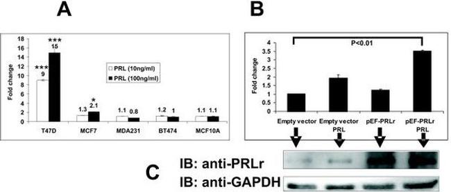 Prolactin Receptor Monoclonal Antibody (1A2B1) (35-9200)