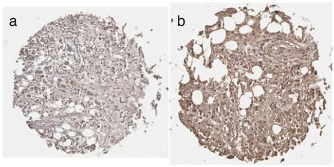 Prolactin Receptor Monoclonal Antibody (1A2B1) (35-9200)