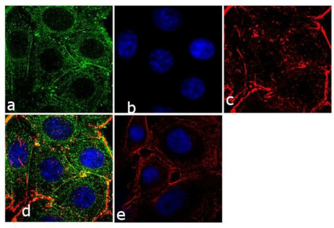 Prolactin Receptor Monoclonal Antibody (1A2B1) (35-9200)