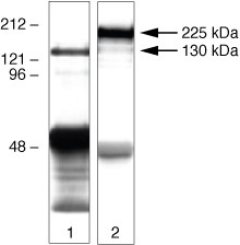 ZO-3 Antibody in Western Blot (WB)