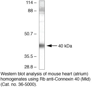 Connexin 40 Antibody in Western Blot (WB)