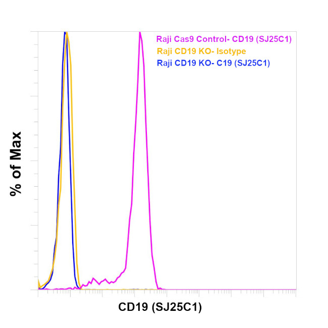 CD19 Antibody