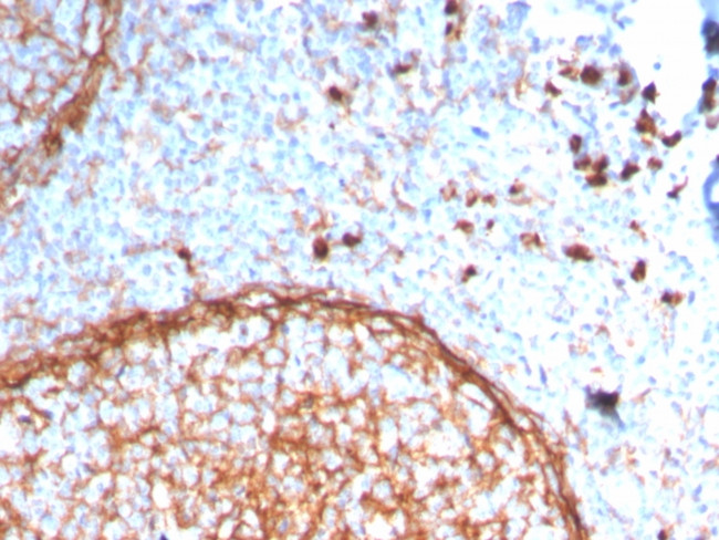 CD11b/MAC-1 Antibody in Immunohistochemistry (Paraffin) (IHC (P))