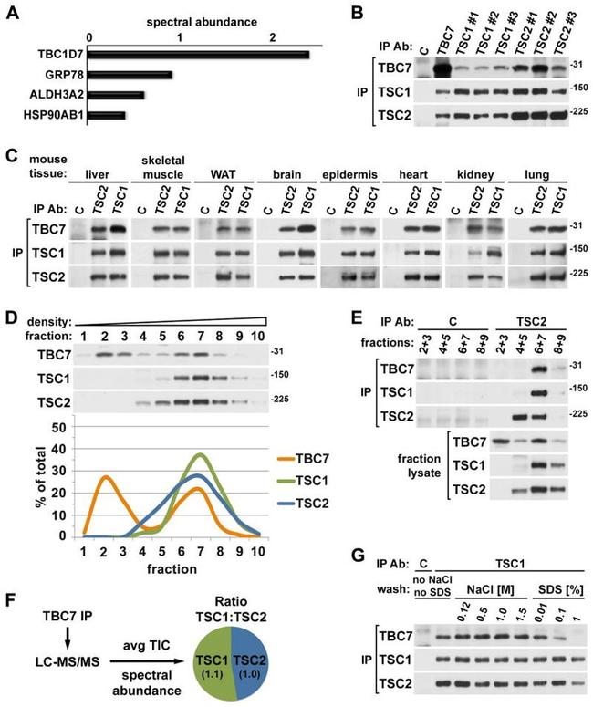 TSC2 Antibody in Western Blot, Immunoprecipitation (WB, IP)