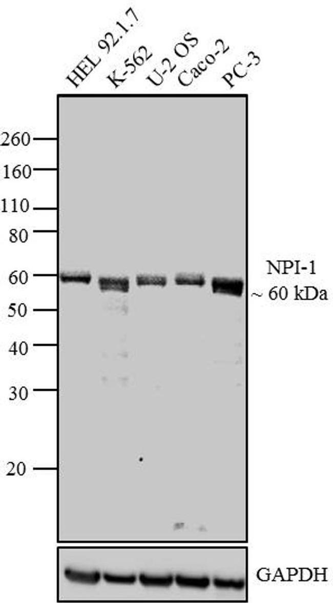 KPNA1 Antibody in Western Blot (WB)