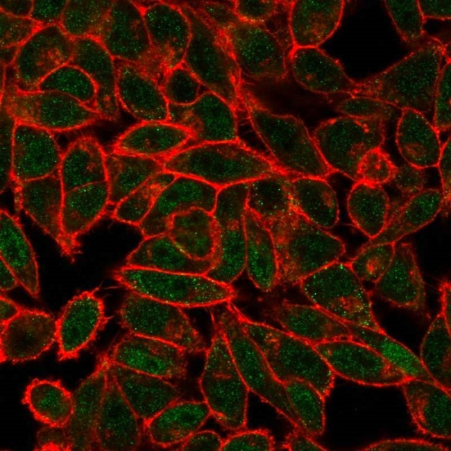 JunB/Transcription Factor JunB Antibody in Immunocytochemistry (ICC/IF)