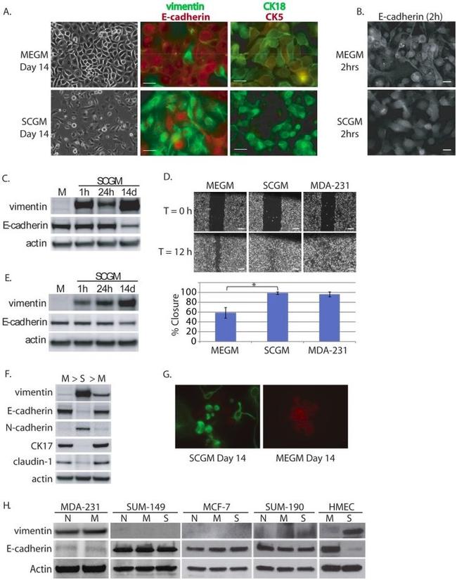 Claudin 1 Antibody in Western Blot (WB)