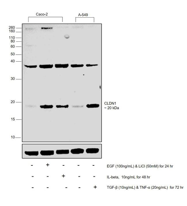 Claudin 1 Antibody in Western Blot (WB)