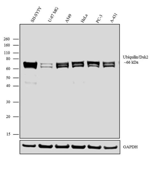 Ubiquilin 2 Antibody in Western Blot (WB)