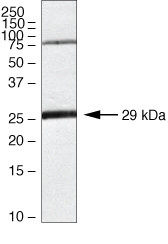 Claudin 18 Antibody in Western Blot (WB)
