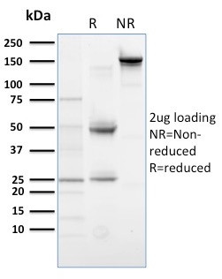 PLK1 (Marker of Mitosis) Antibody in SDS-PAGE (SDS-PAGE)