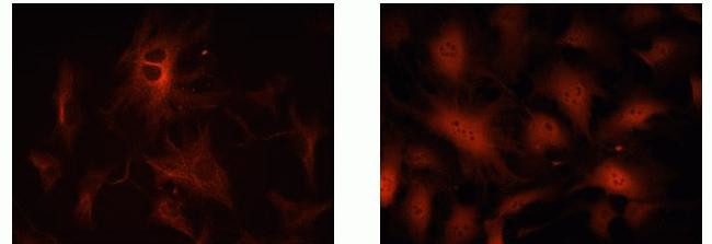 CDKN2C Antibody in Immunocytochemistry (ICC/IF)