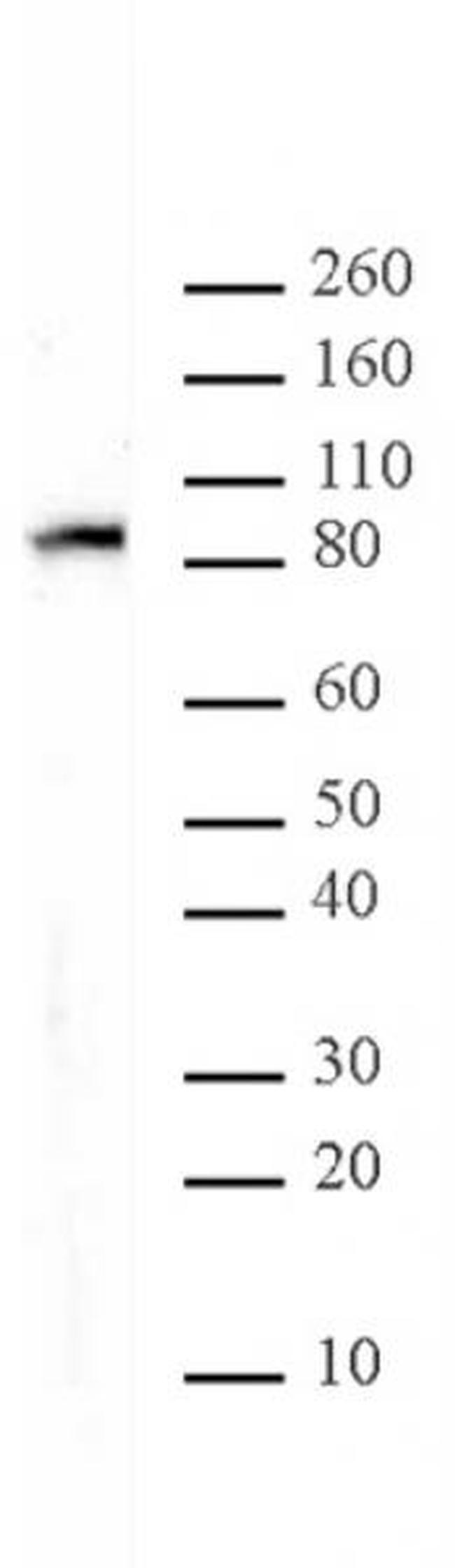 MALT1 Antibody in Western Blot (WB)