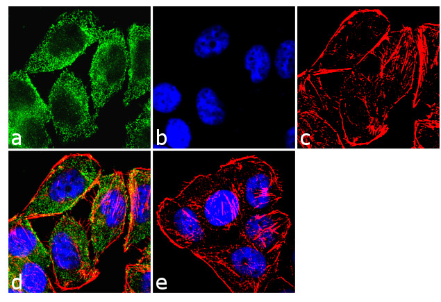 beta Arrestin 1 Antibody in Immunocytochemistry (ICC/IF)