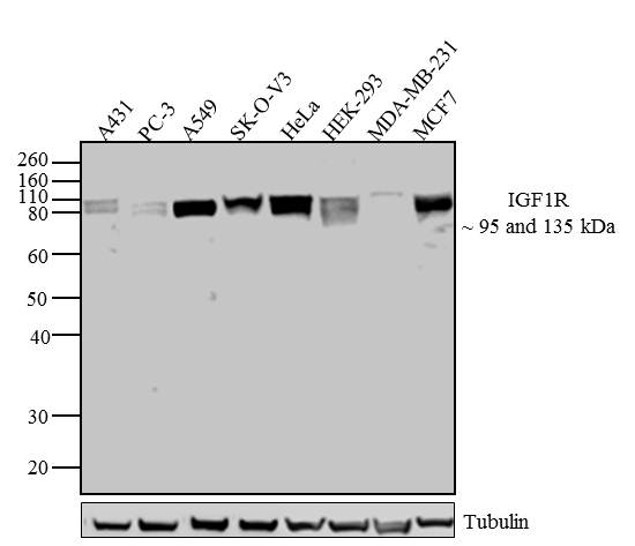 IGF1R beta Antibody in Western Blot (WB)