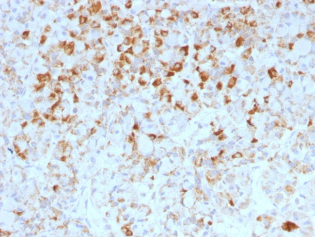 LH-beta (Luteinizing Hormone-beta) Antibody in Immunohistochemistry (Paraffin) (IHC (P))