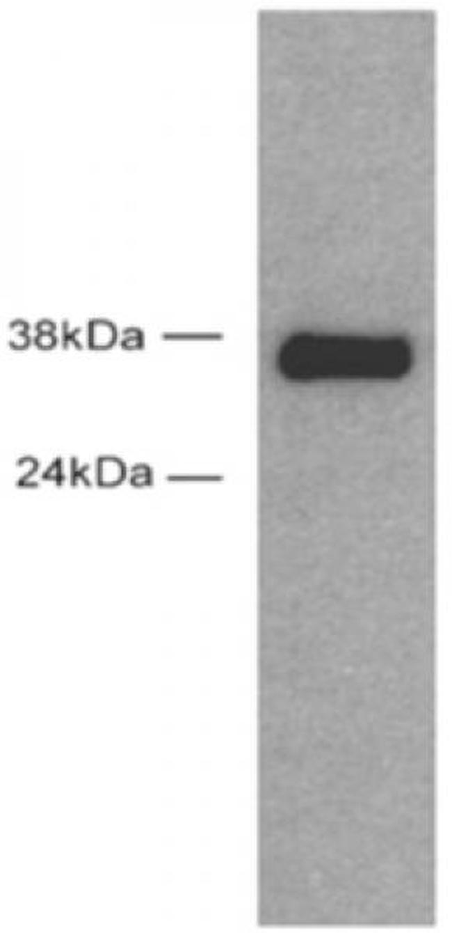 Sox2 Antibody in Western Blot (WB)