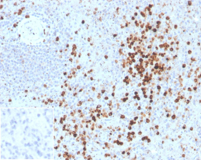 Lysozyme (Histiocytoma and Monocytic Acute Leukemia Marker) Antibody in Immunohistochemistry (Paraffin) (IHC (P))