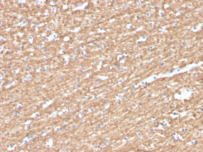 Phospho-Myelin Basic Protein (Marker of Oligodendrocytes and Myelin) (Thr98) Antibody in Immunohistochemistry (Paraffin) (IHC (P))