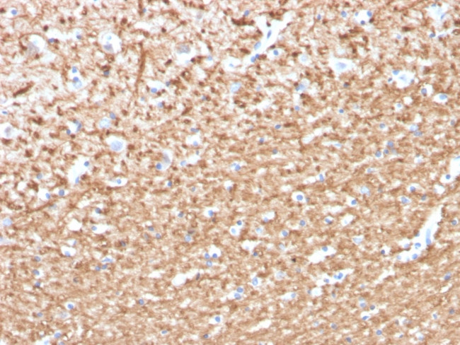 Phospho-Myelin Basic Protein (Marker of Oligodendrocytes and Myelin) (Thr98) Antibody in Immunohistochemistry (Paraffin) (IHC (P))