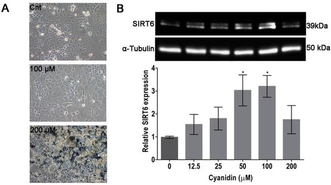 SIRT6 Antibody in Western Blot (WB)