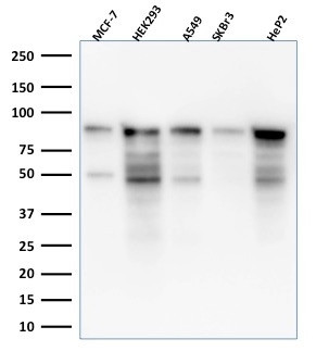 MCM7 (Proliferation Marker) Antibody in Western Blot (WB)