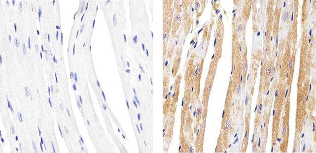 Connexin 37 Antibody in Immunohistochemistry (Paraffin) (IHC (P))