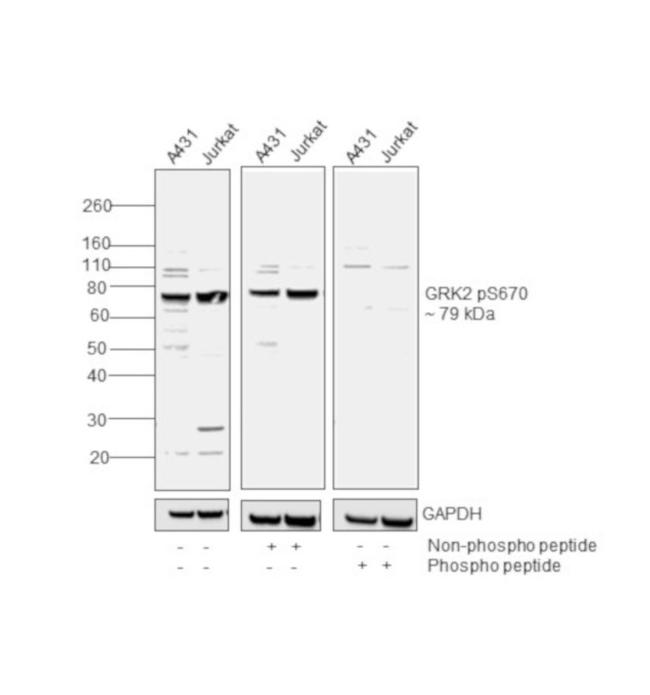 Phospho-GRK2 (Ser670) Antibody in Western Blot (WB)