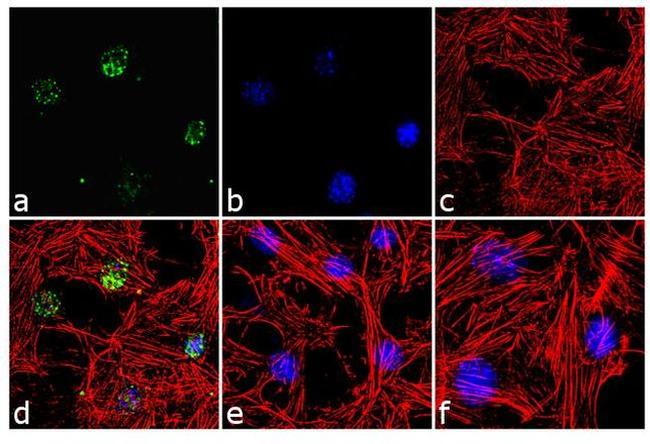 Phospho-Paxillin (Ser126) Antibody