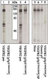 Phospho-VEGF Receptor 2 (Tyr1054) Antibody in Western Blot (WB)