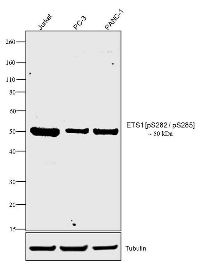 Phospho-ETS1 (Ser282, Ser285) Antibody in Western Blot (WB)
