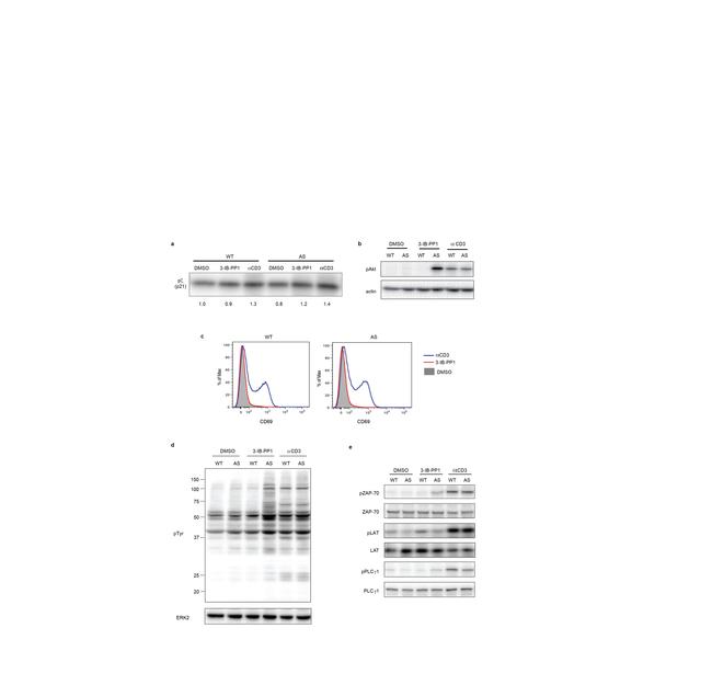 Phospho-PLCG1 (Tyr783) Antibody in Western Blot (WB)