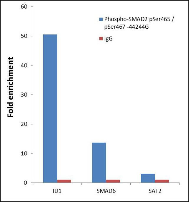 Phospho-SMAD2 (Ser465, Ser467) Antibody in ChIP Assay (ChIP)