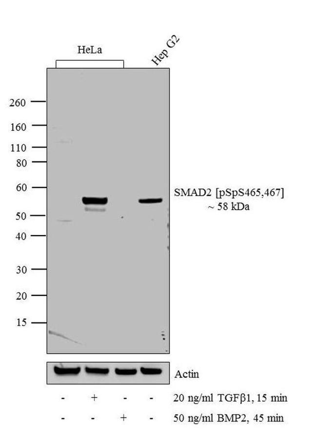 Phospho-SMAD2 (Ser465, Ser467) Antibody