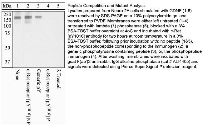 Phospho-RET (Tyr1016) Antibody in Western Blot (WB)