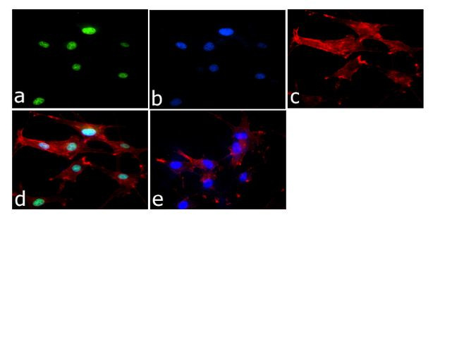 Phospho-c-Jun (Ser73) Antibody in Immunocytochemistry (ICC/IF)