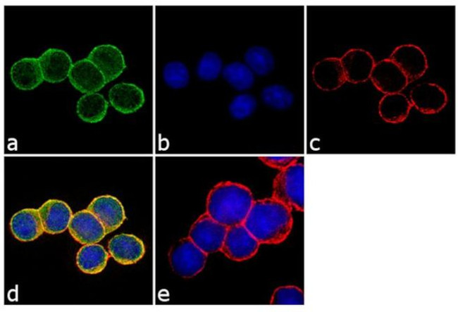 OPRK1 Antibody in Immunocytochemistry (ICC/IF)