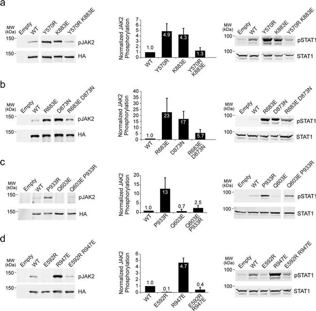 Phospho-JAK2 (Tyr1007, Tyr1008) Antibody in Western Blot (WB)